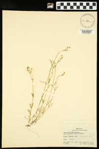 Minuartia muriculata image