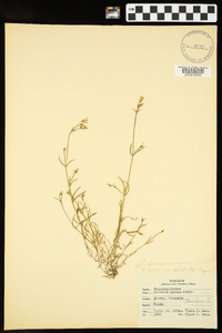 Minuartia muriculata image