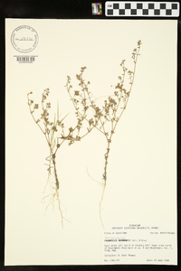 Paronychia drummondii image