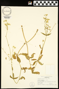 Silene stellata image