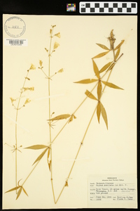 Silene stellata image