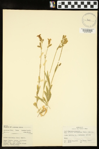 Silene douglasii var. douglasii image