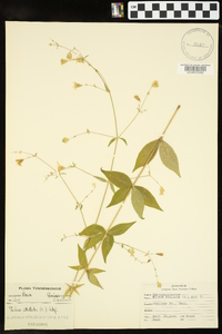 Silene stellata image