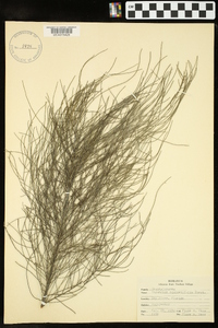 Casuarina equisetifolia image