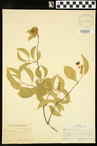 Celastrus scandens image