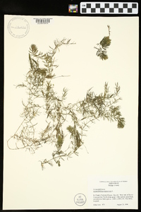 Ceratophyllum demersum image