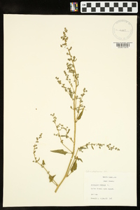 Atriplex patula image