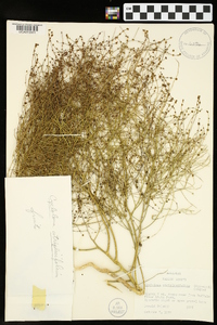 Cycloloma atriplicifolium image