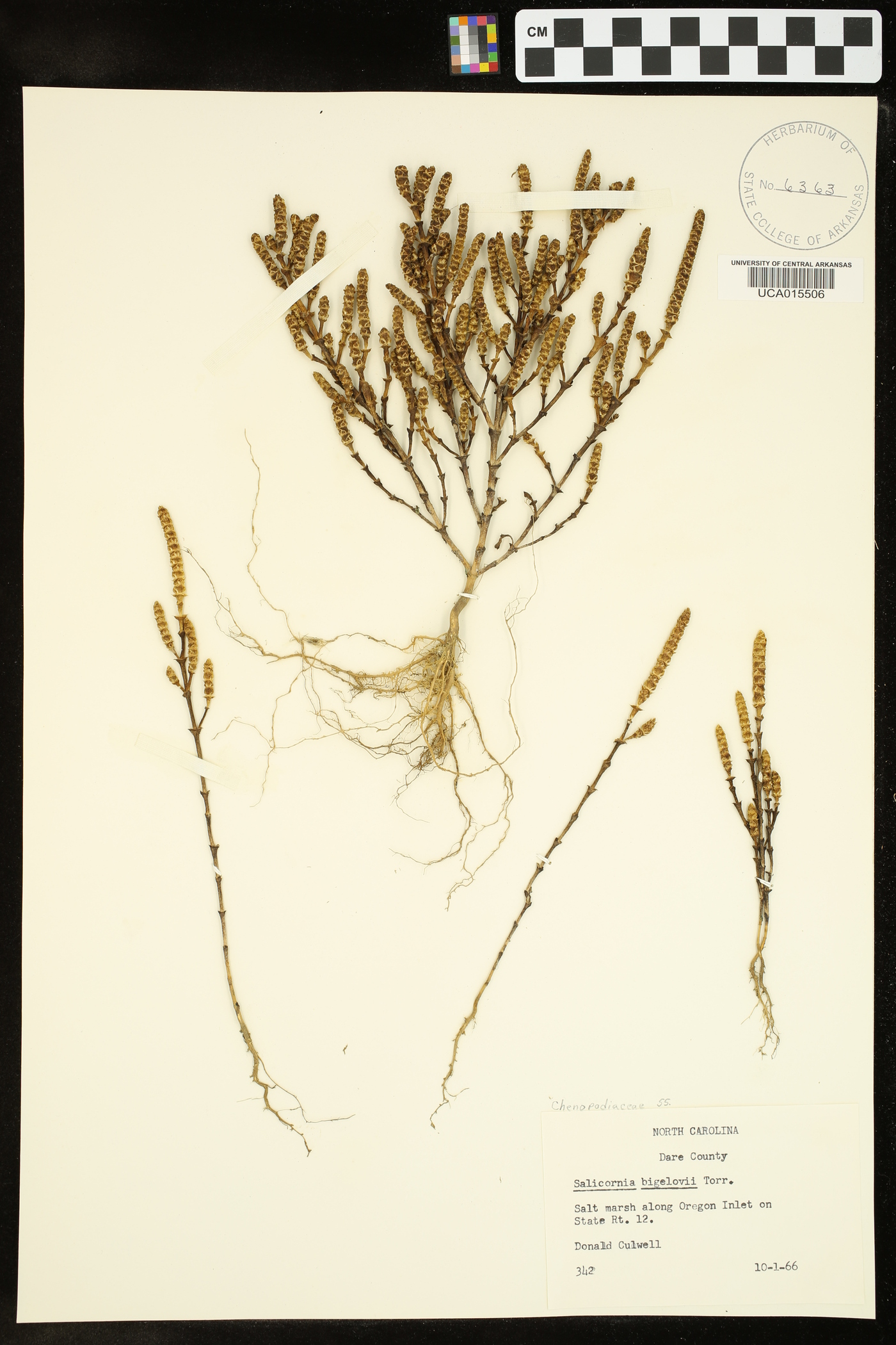 Salicornia bigelovii image