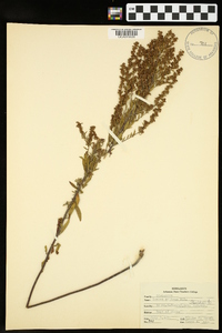 Lechea mucronata image