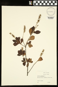 Clethra alnifolia image