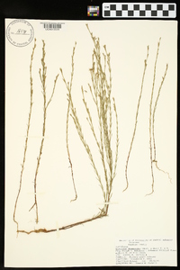 Hypericum drummondii image