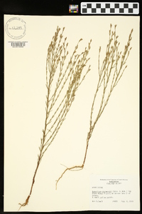 Hypericum drummondii image