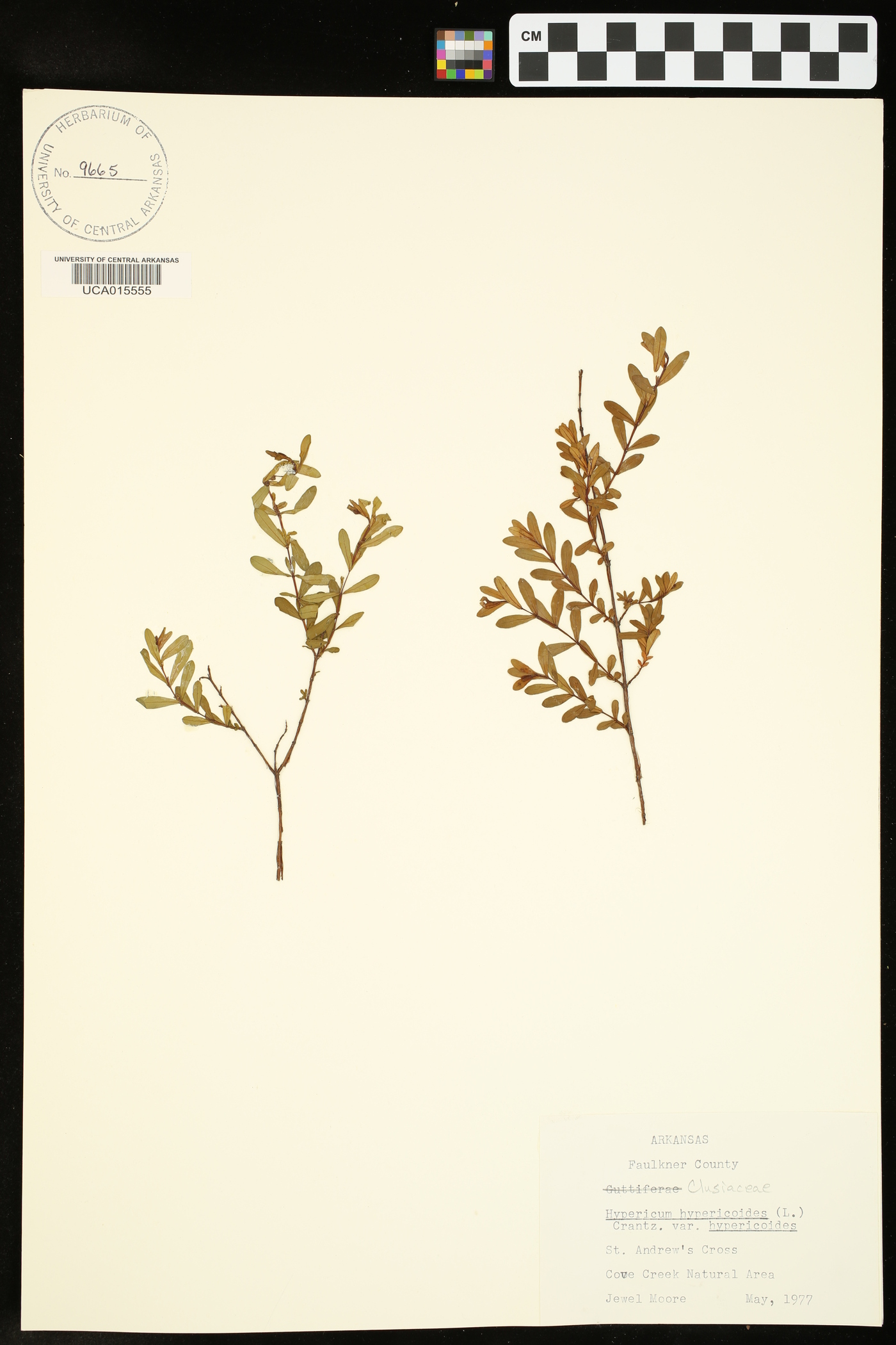 Hypericum hypericoides var. hypericoides image