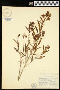 Hypericum lobocarpum image