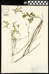 Hypericum lobocarpum image