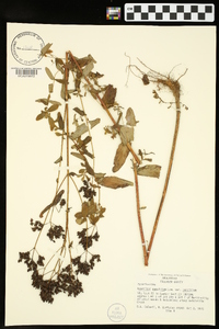 Hypericum punctatum var. punctatum image