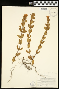 Hypericum crux-andreae image