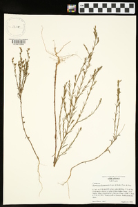 Hypericum drummondii image