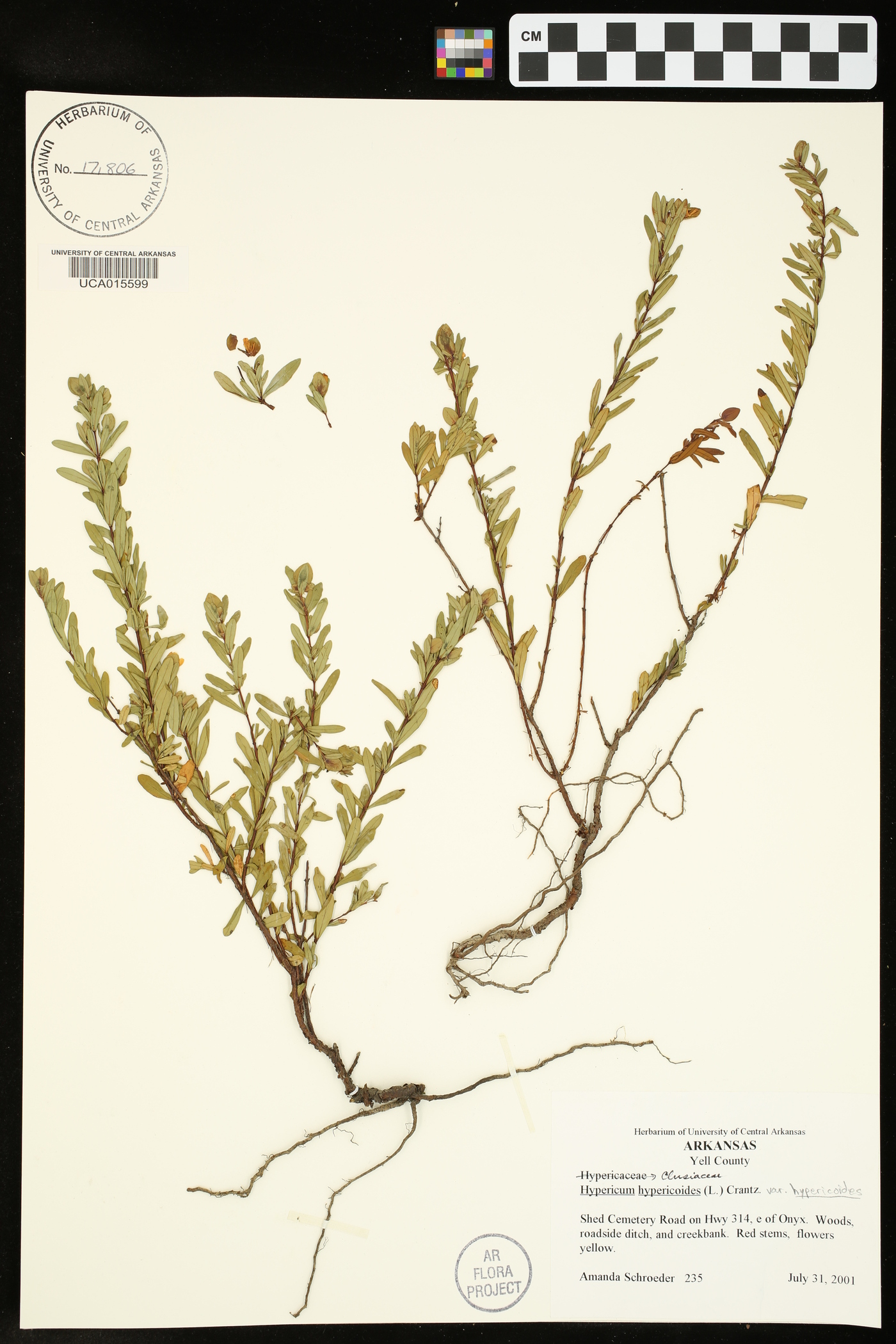 Hypericum hypericoides var. hypericoides image
