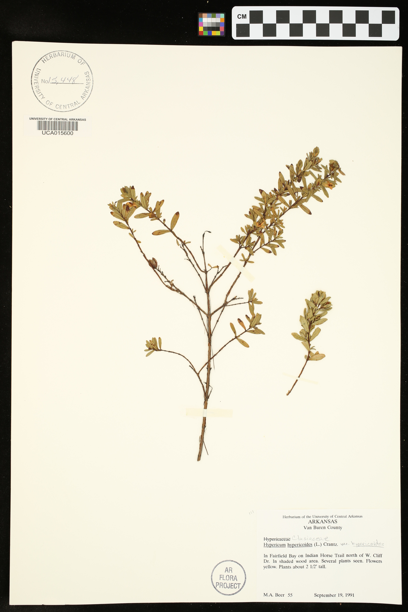 Hypericum hypericoides var. hypericoides image