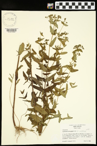 Hypericum punctatum var. punctatum image