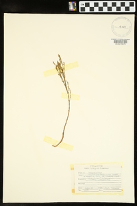 Hypericum drummondii image