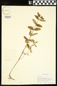 Hypericum graveolens image