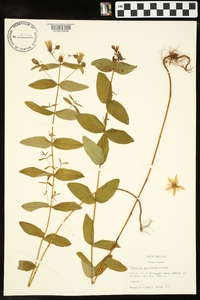 Hypericum graveolens image