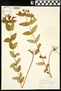 Hypericum graveolens image