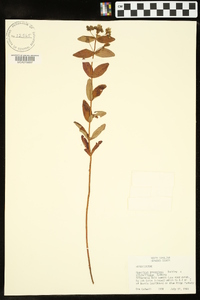 Hypericum graveolens image