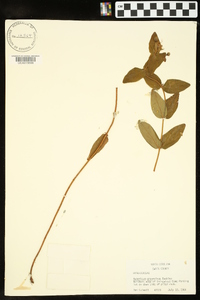 Hypericum graveolens image