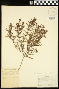 Hypericum lobocarpum image