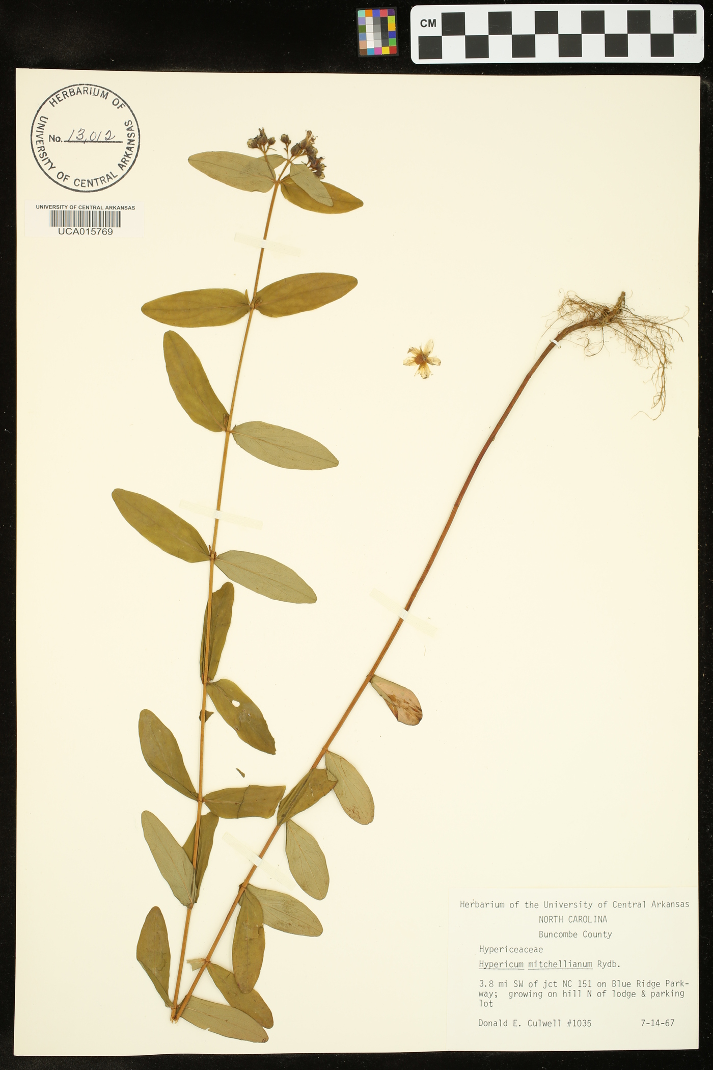 Hypericum mitchellianum image