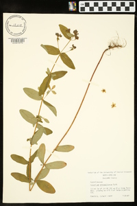 Hypericum mitchellianum image