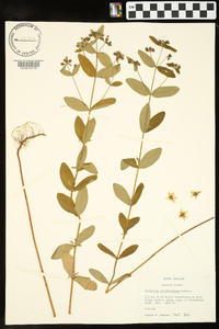 Hypericum mitchellianum image