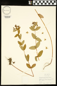 Hypericum mitchellianum image