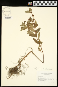 Triadenum walteri image