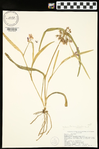 Tradescantia hirsuticaulis image