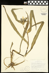 Tradescantia ernestiana image