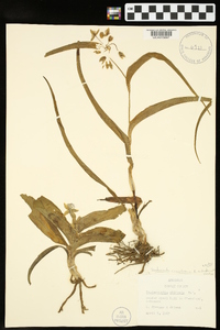 Tradescantia ernestiana image