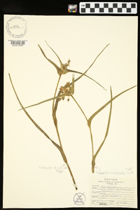 Tradescantia hirsuticaulis image