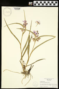 Tradescantia hirsuticaulis image