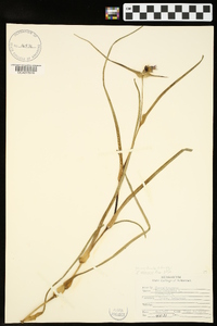 Tradescantia ohiensis image