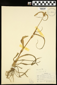 Tradescantia ohiensis image