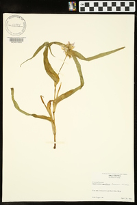 Tradescantia ozarkana image