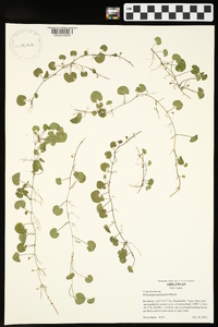 Dichondra carolinensis image