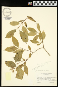 Cornus foemina image