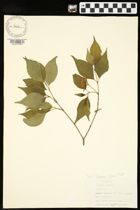 Cornus foemina image