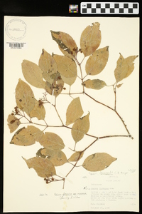 Cornus drummondii image